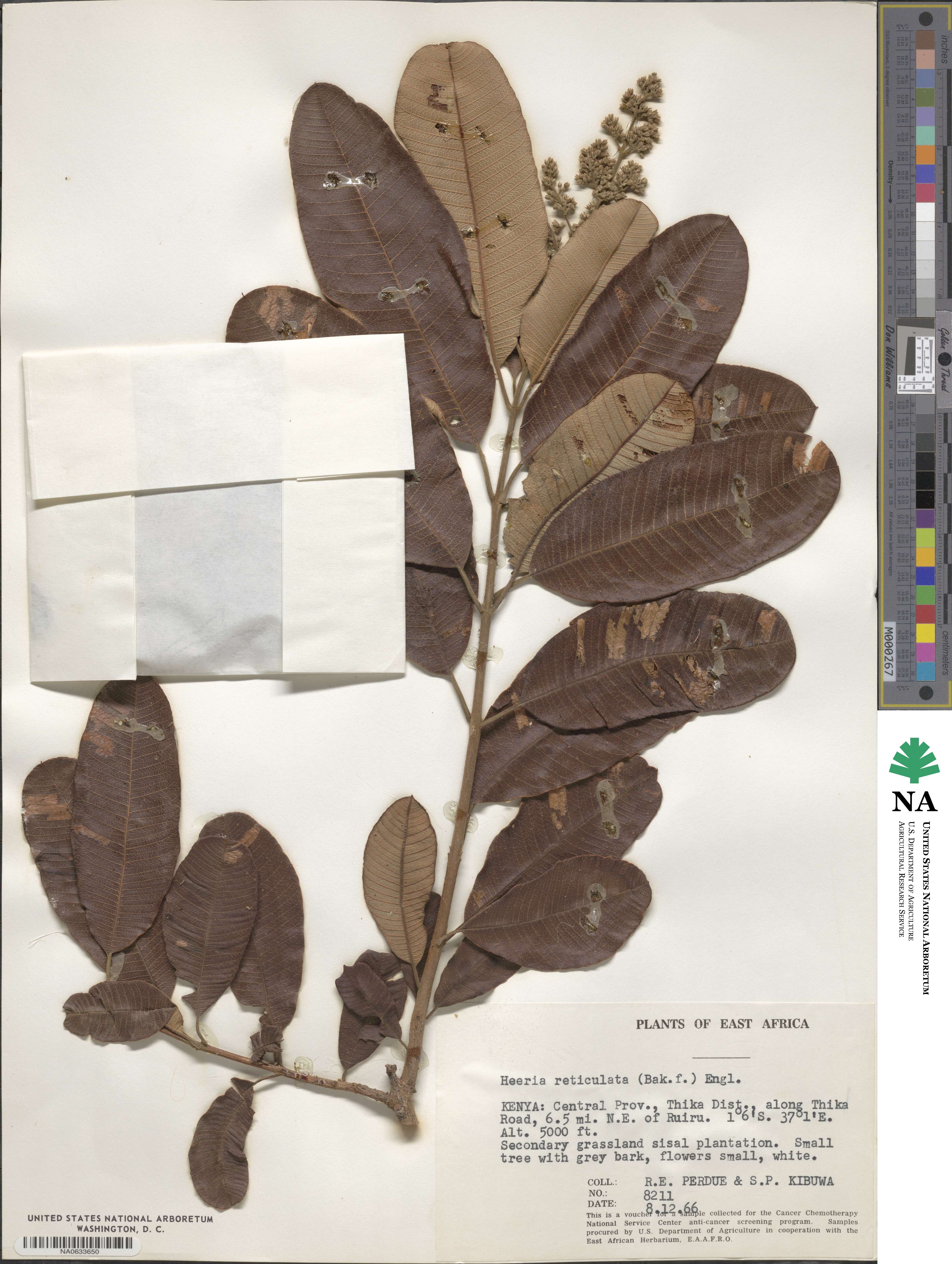Ozoroa insignis subsp. reticulata image