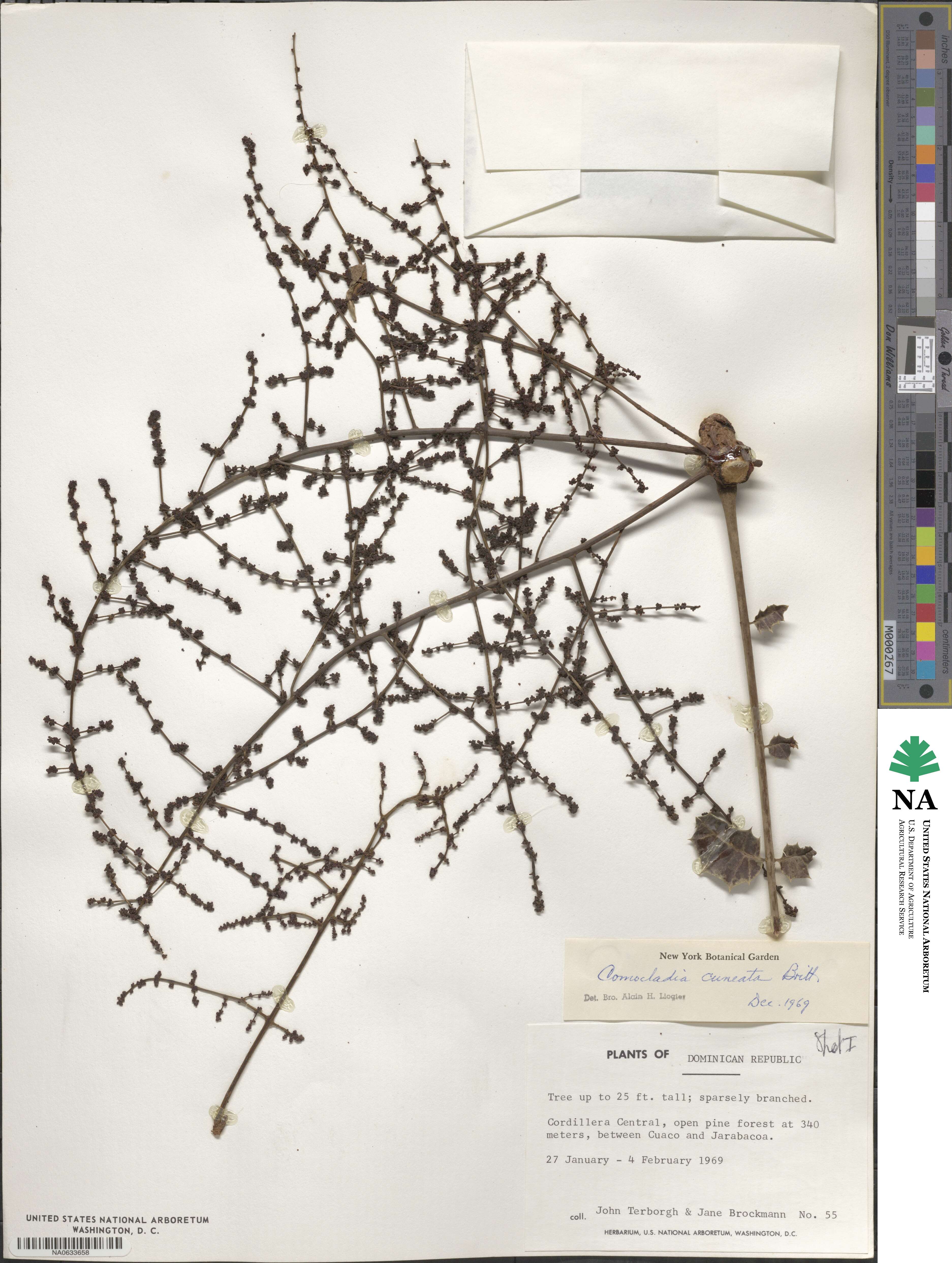 Comocladia cuneata image
