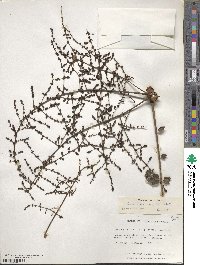 Image of Comocladia cuneata