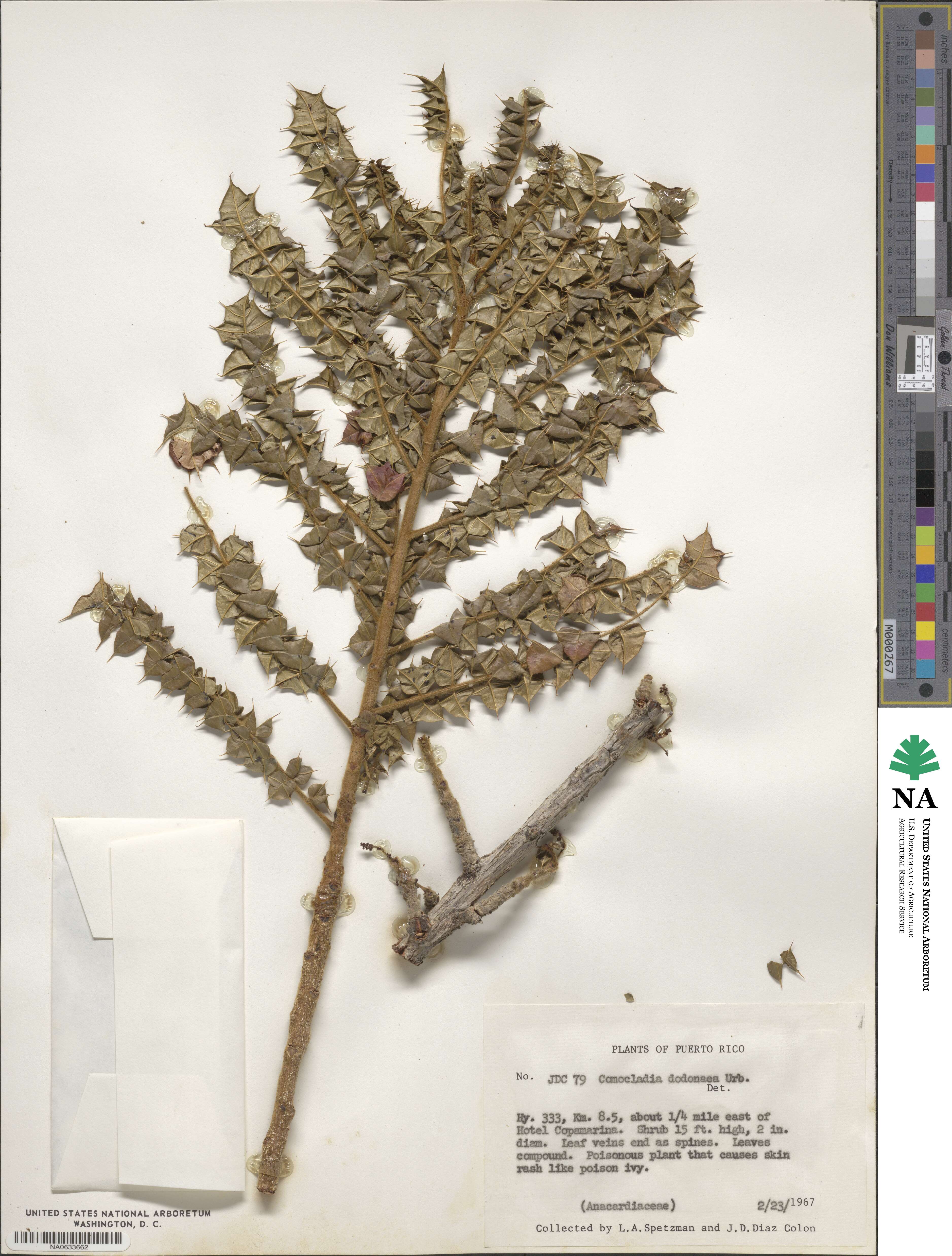 Comocladia image