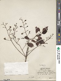 Image of Metopium toxiferum