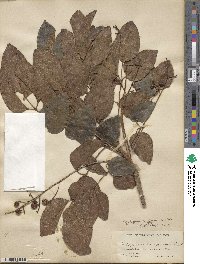 Metopium toxiferum image