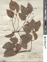 Metopium toxiferum image
