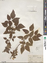 Metopium toxiferum image