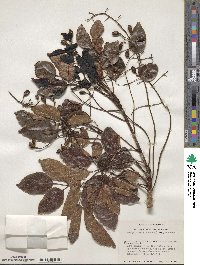 Metopium toxiferum image