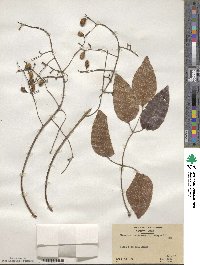 Metopium toxiferum image
