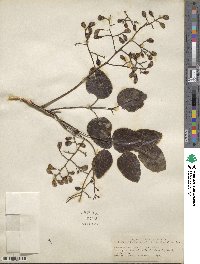 Metopium toxiferum image