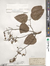 Metopium toxiferum image