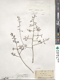 Metopium toxiferum image