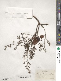 Metopium toxiferum image
