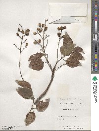 Metopium toxiferum image