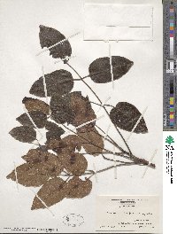 Metopium toxiferum image