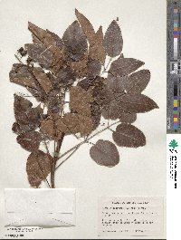 Metopium toxiferum image