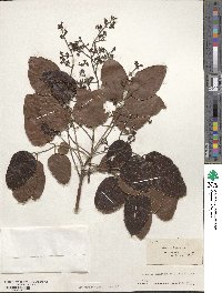 Metopium toxiferum image