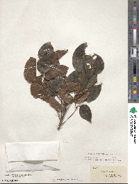 Metopium toxiferum image