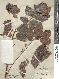 Metopium toxiferum image