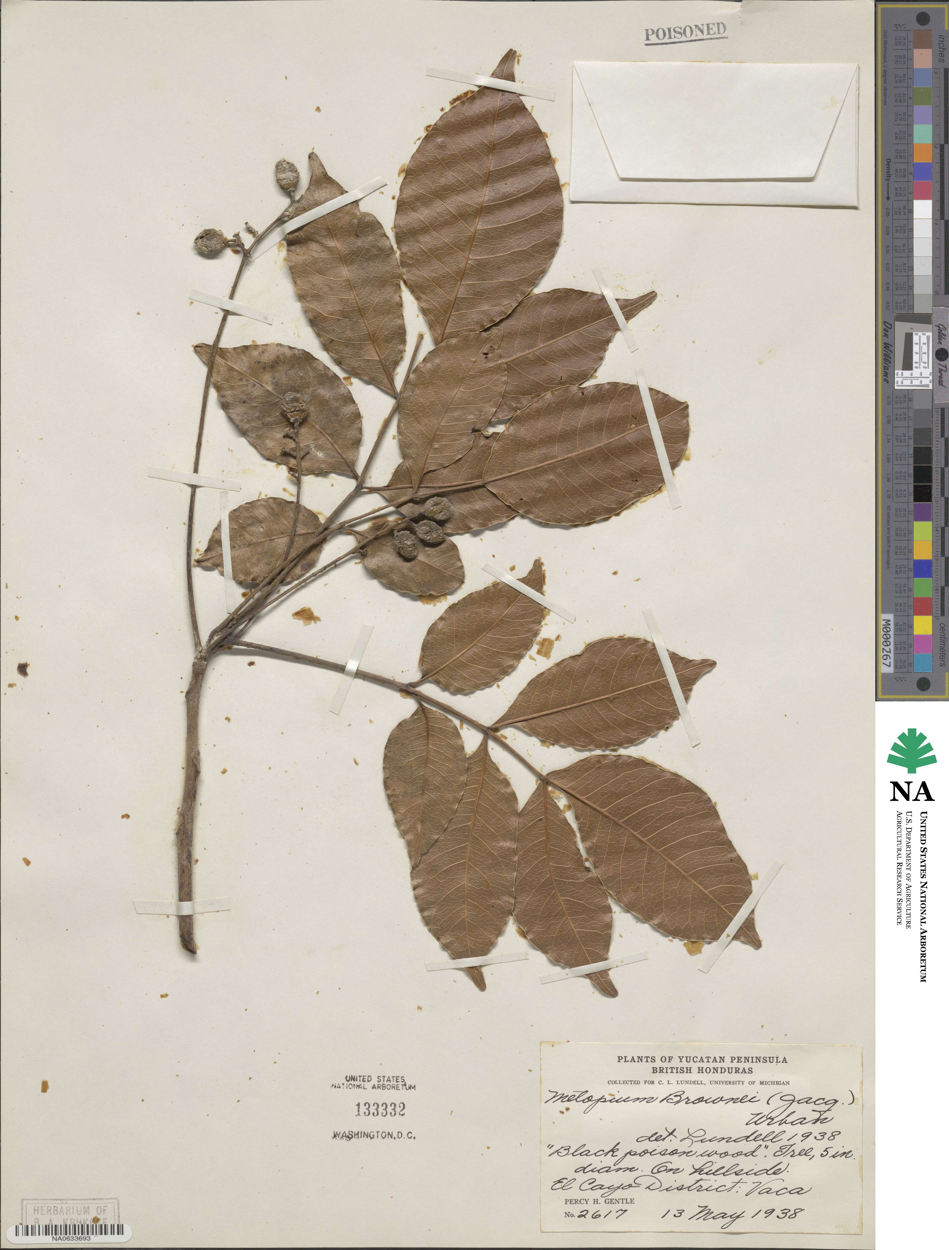 Metopium brownei image