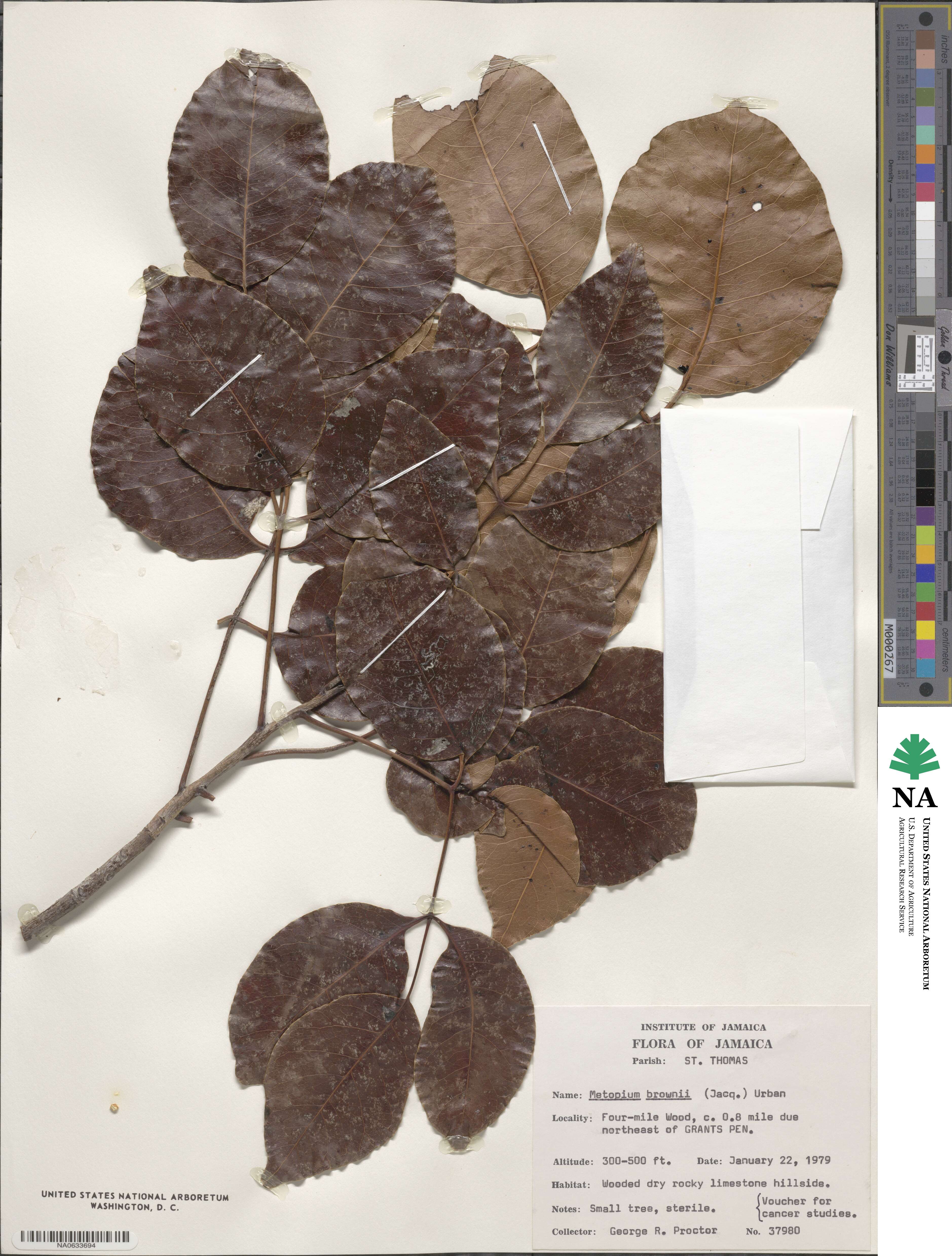 Metopium brownei image