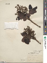 Metopium toxiferum image