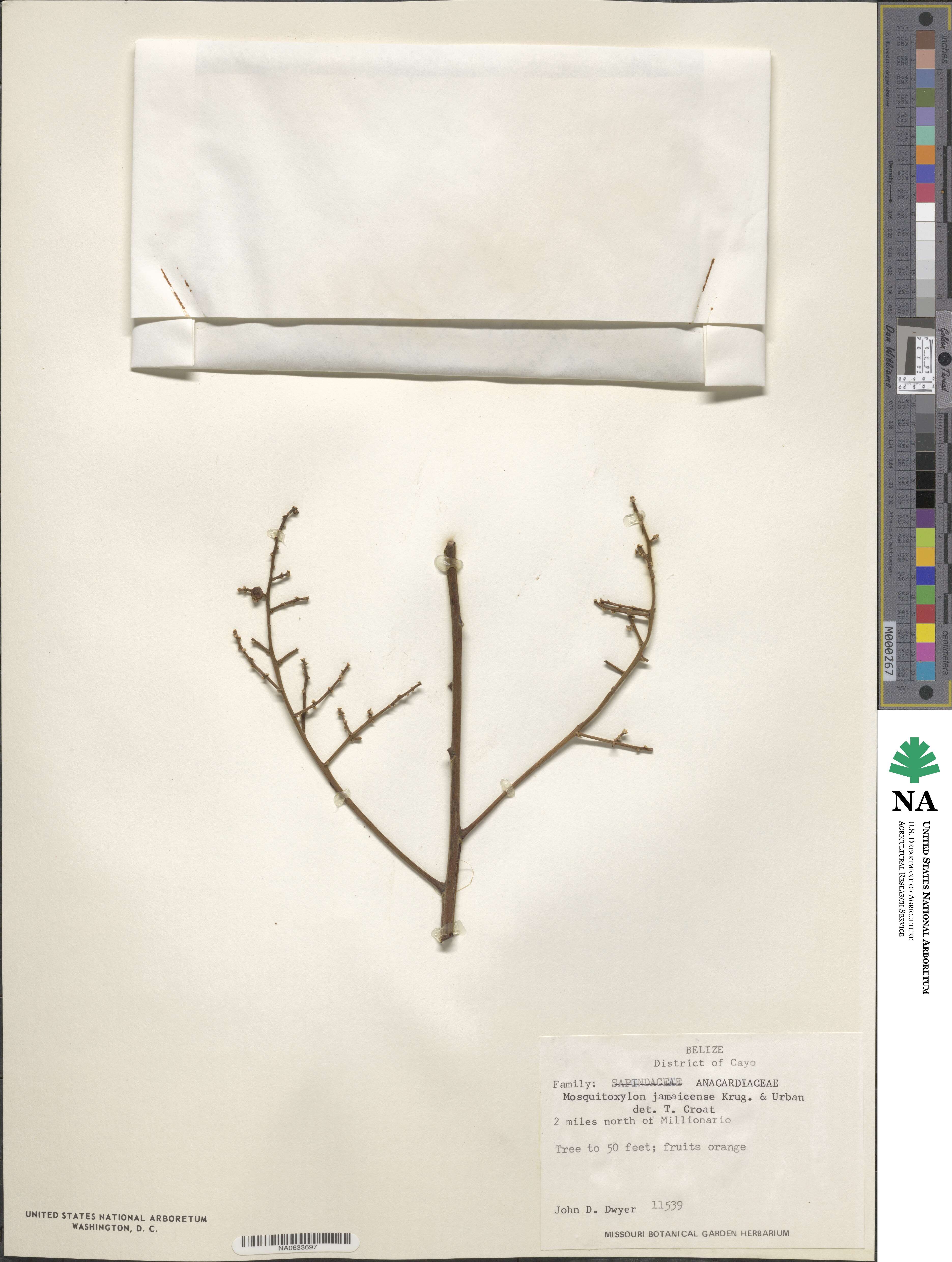 Mosquitoxylum jamaicense image