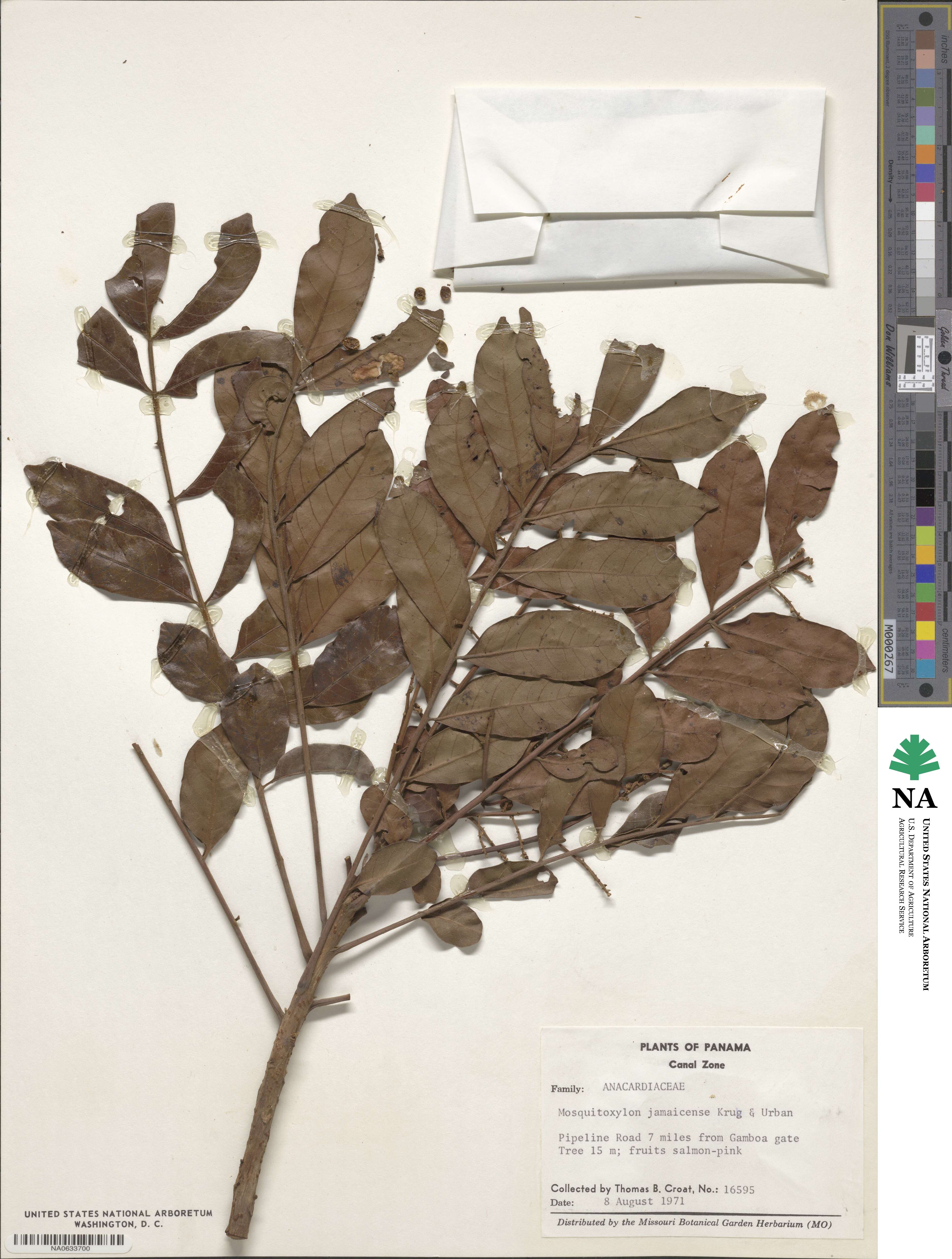Mosquitoxylum jamaicense image