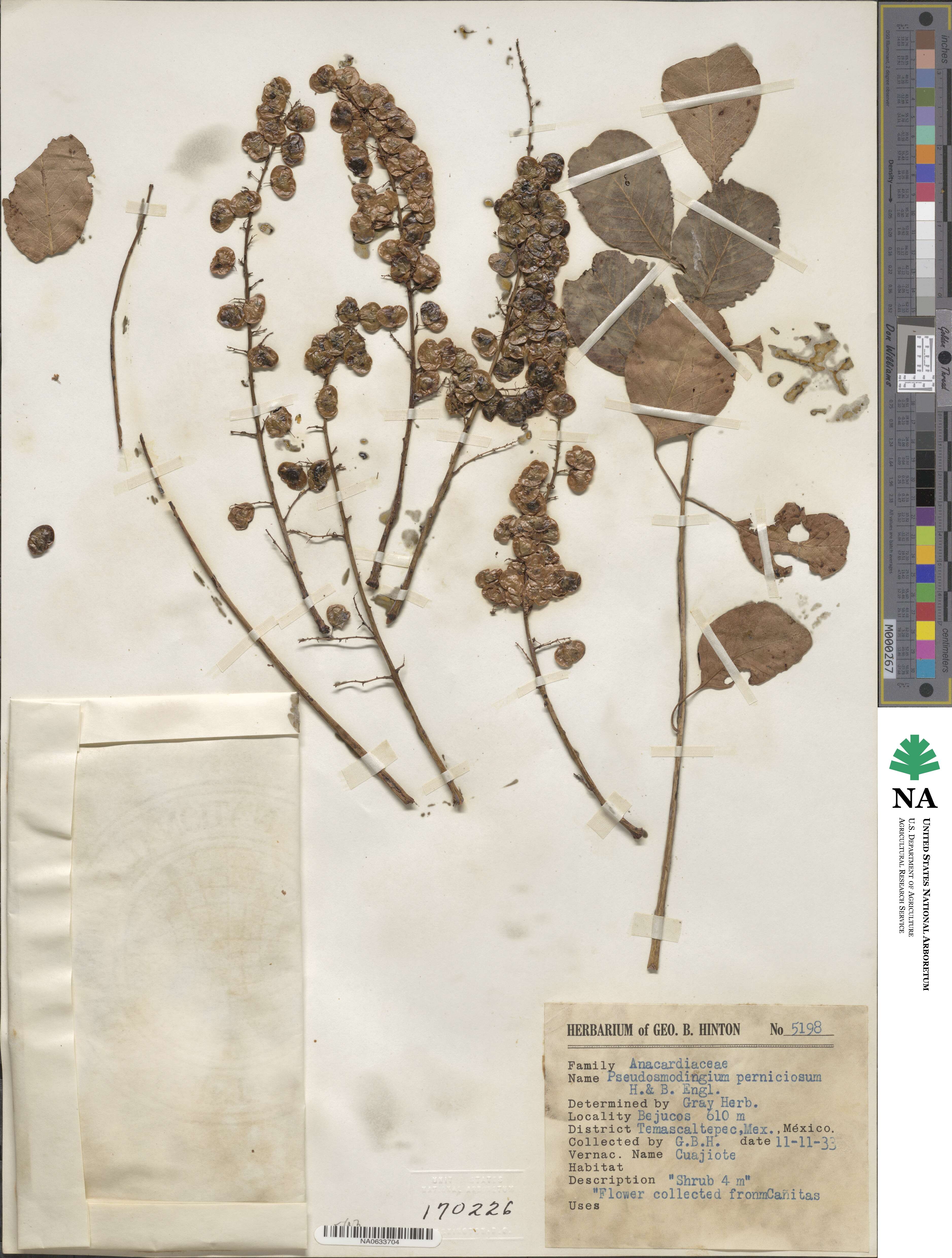 Pseudosmodingium perniciosum image