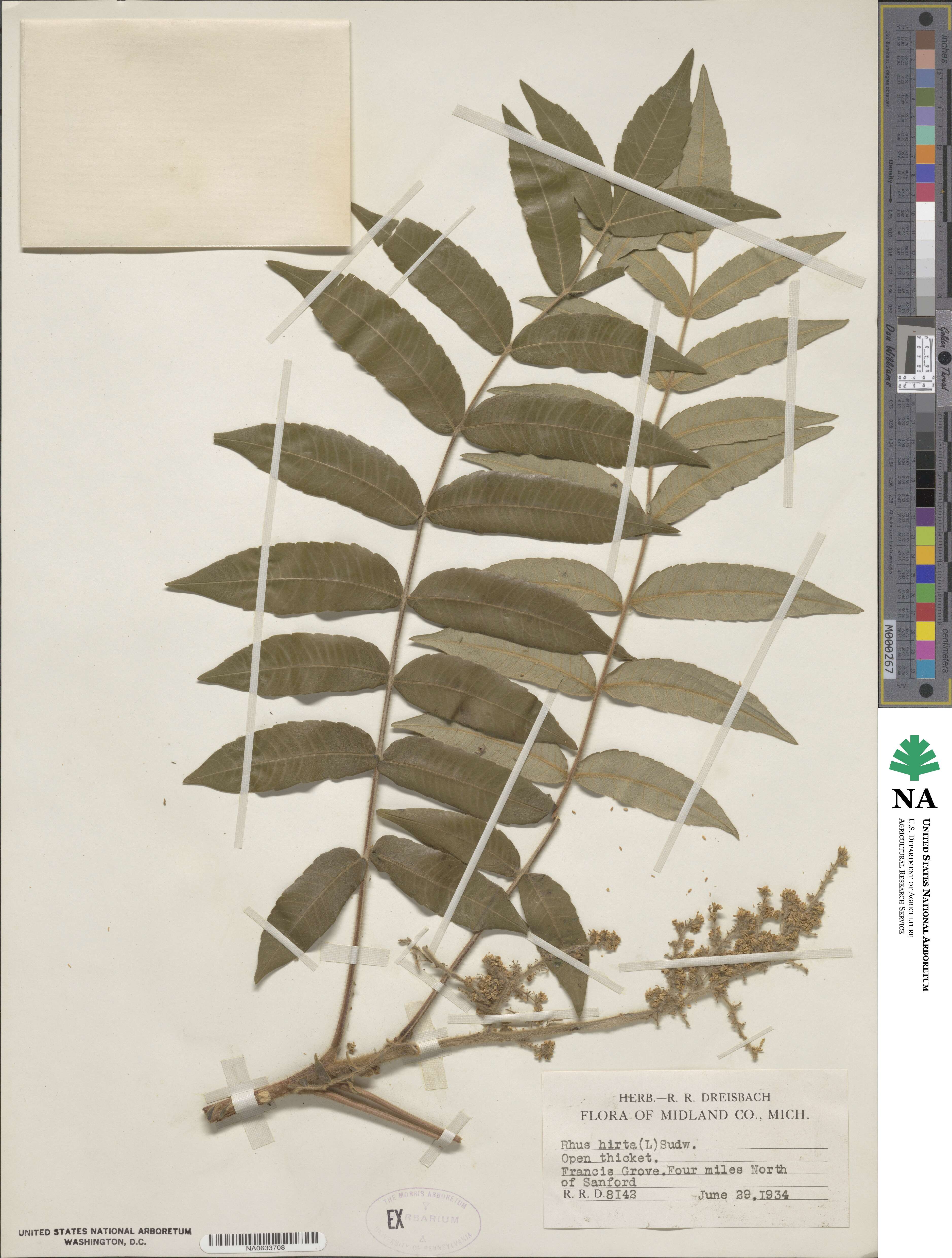 Rhus hirta image