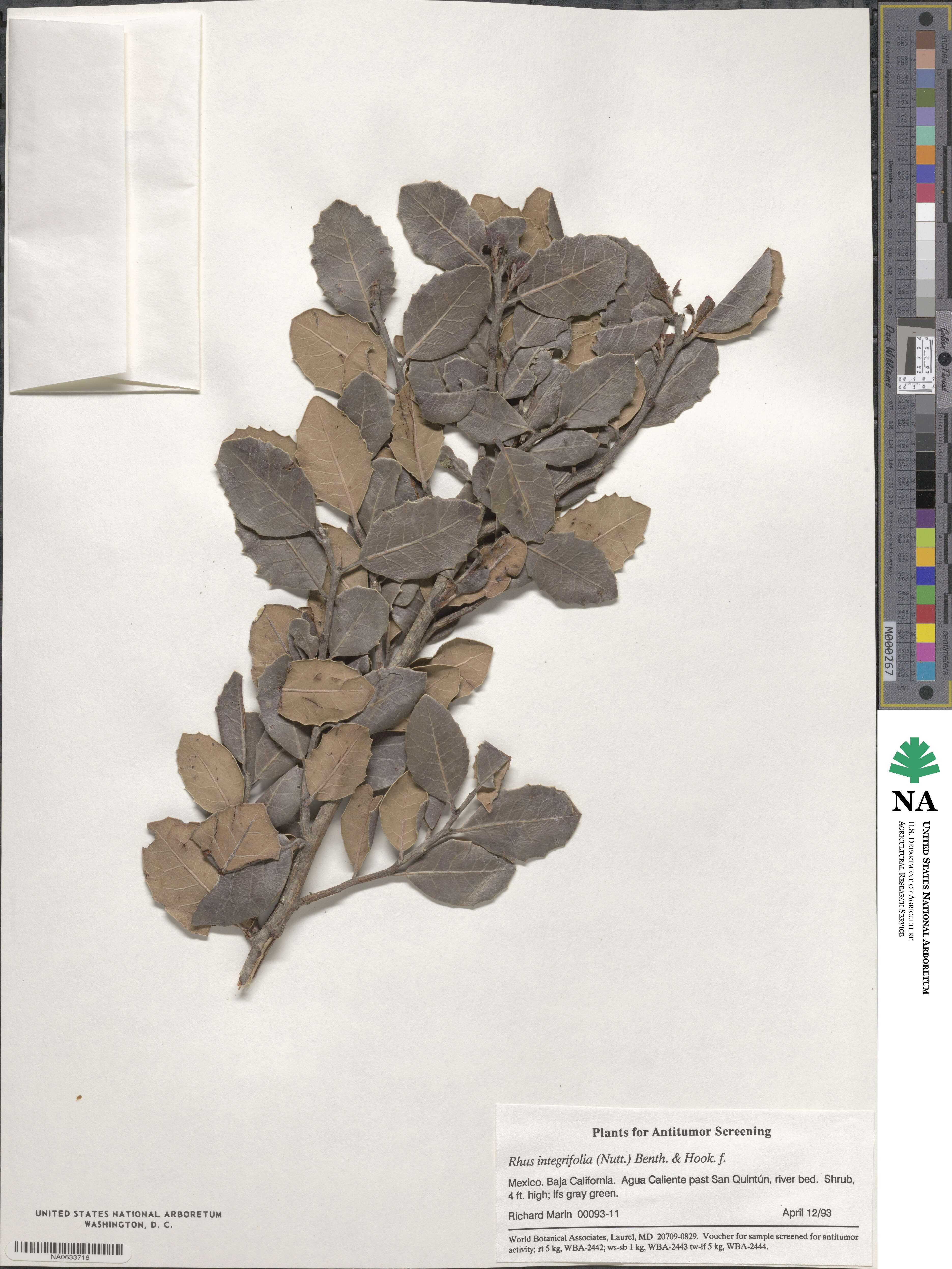 Rhus integrifolia image