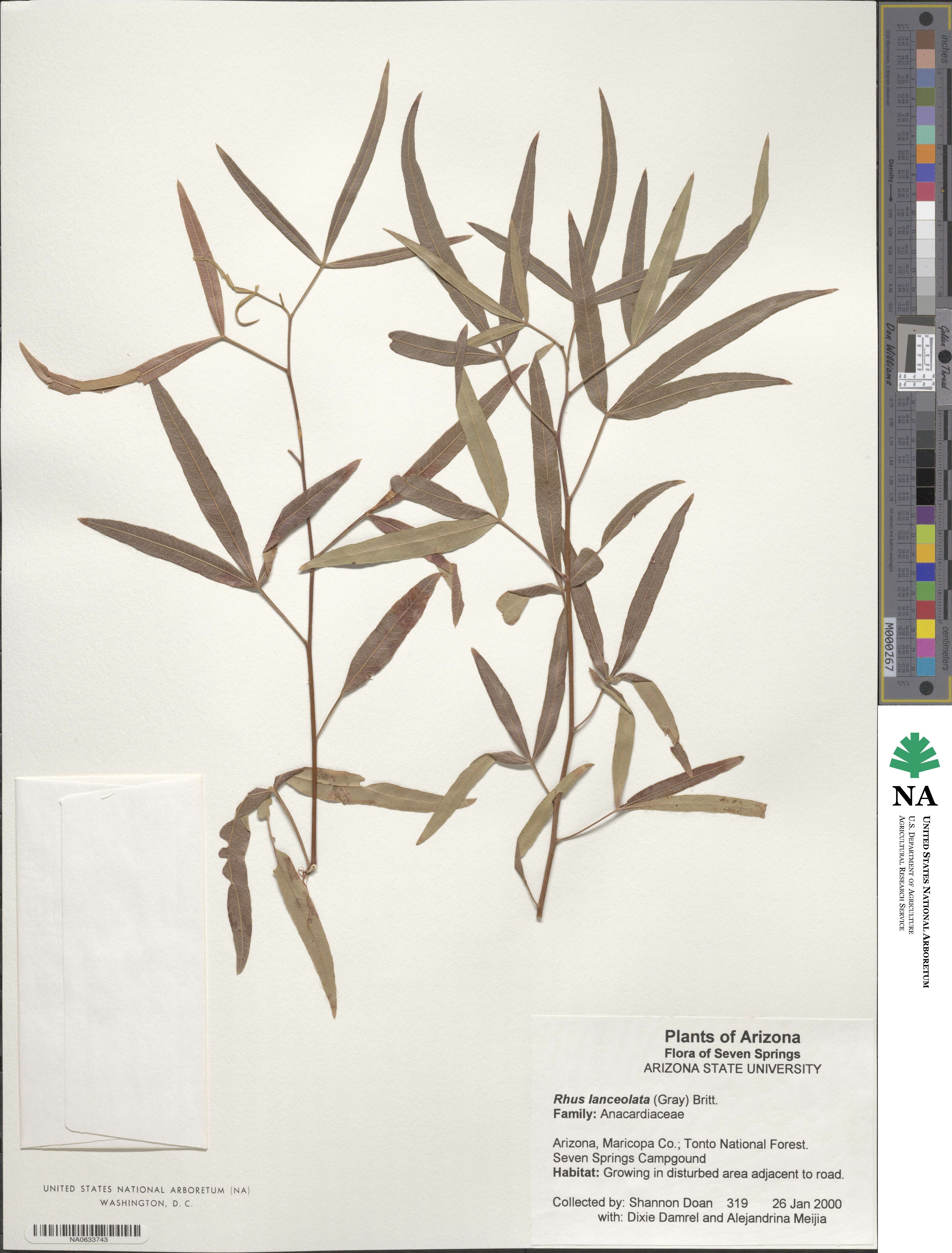 Rhus lanceolata image