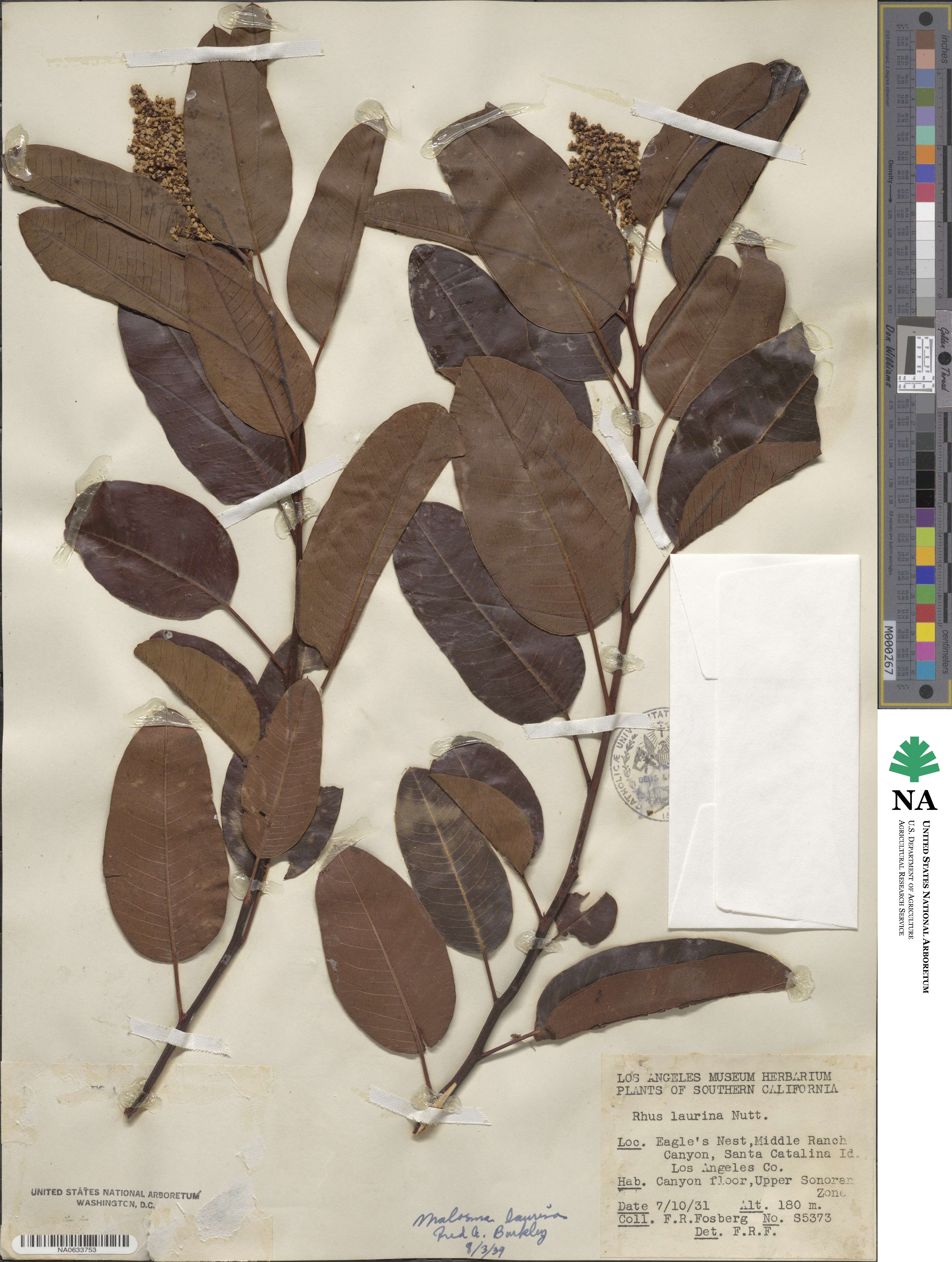 Malosma laurina image