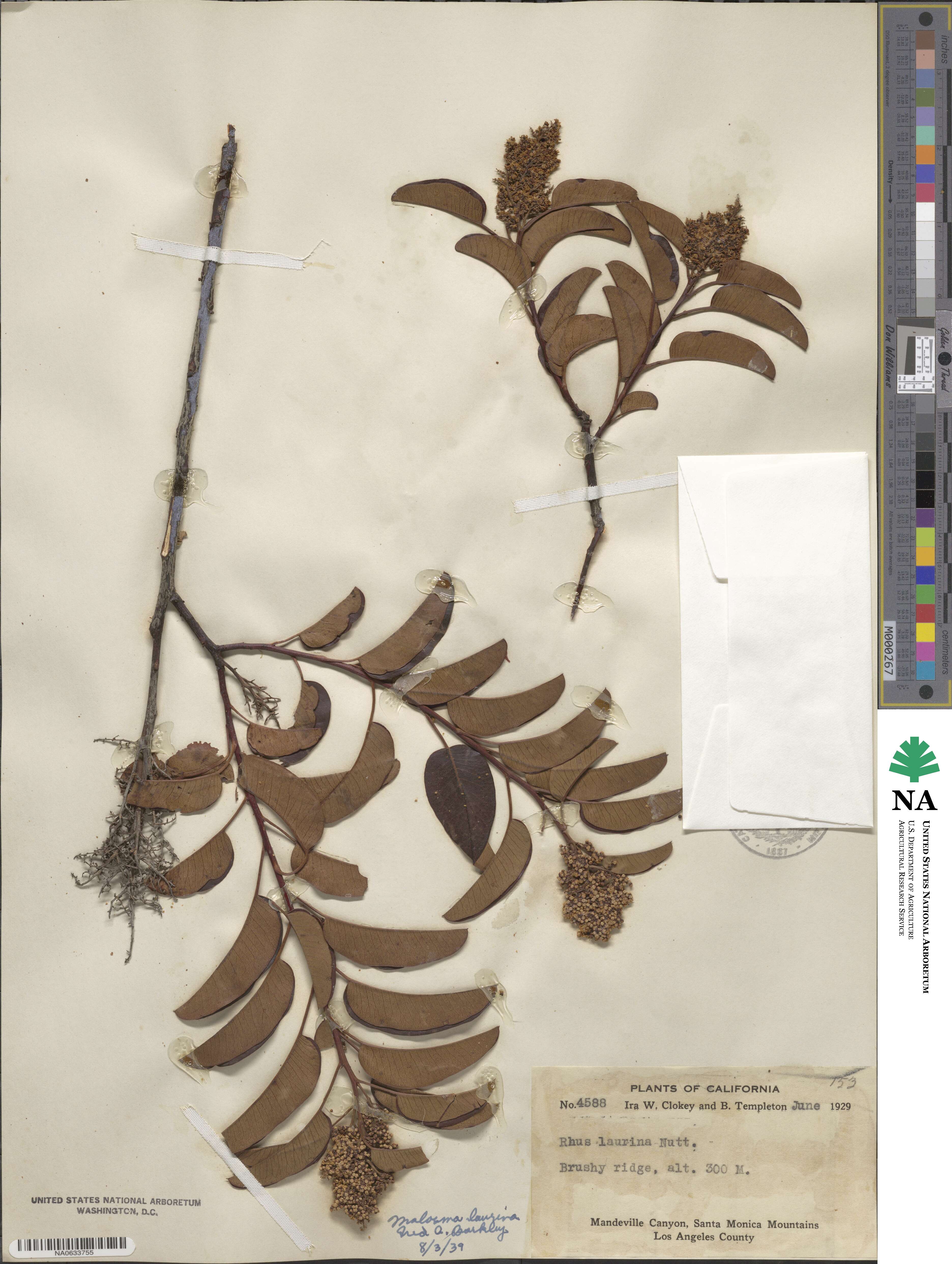 Malosma laurina image