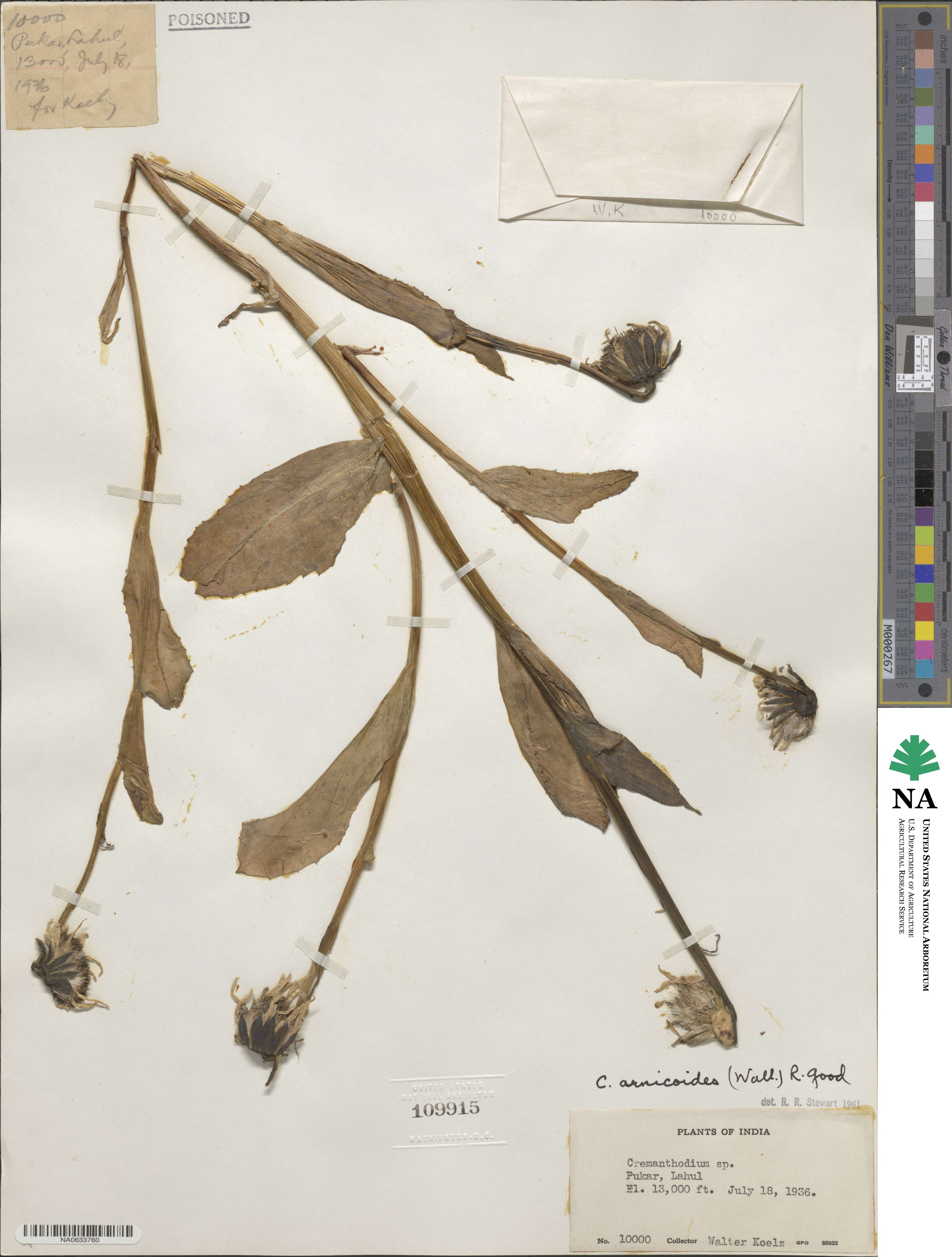 Cremanthodium arnicoides image