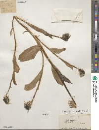 Cremanthodium arnicoides image