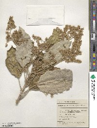 Brachyglottis repanda image