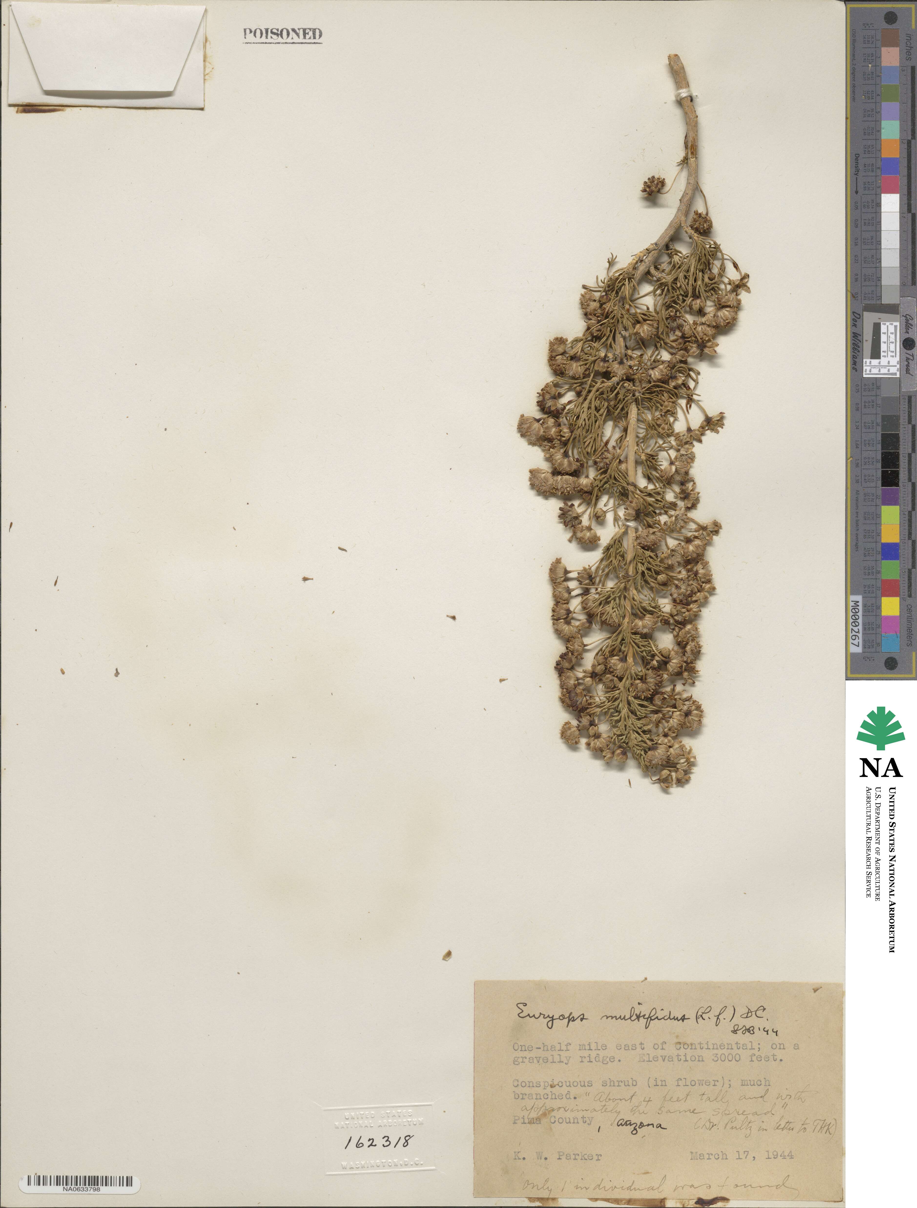 Euryops multifidus image