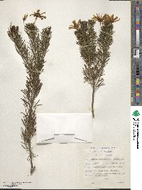 Othonna daucifolia image