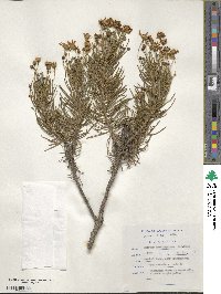 Image of Euryops brevipapposus