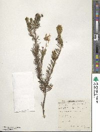 Euryops euryopoides image