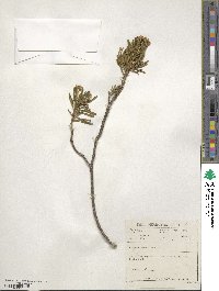 Image of Euryops spathaceus