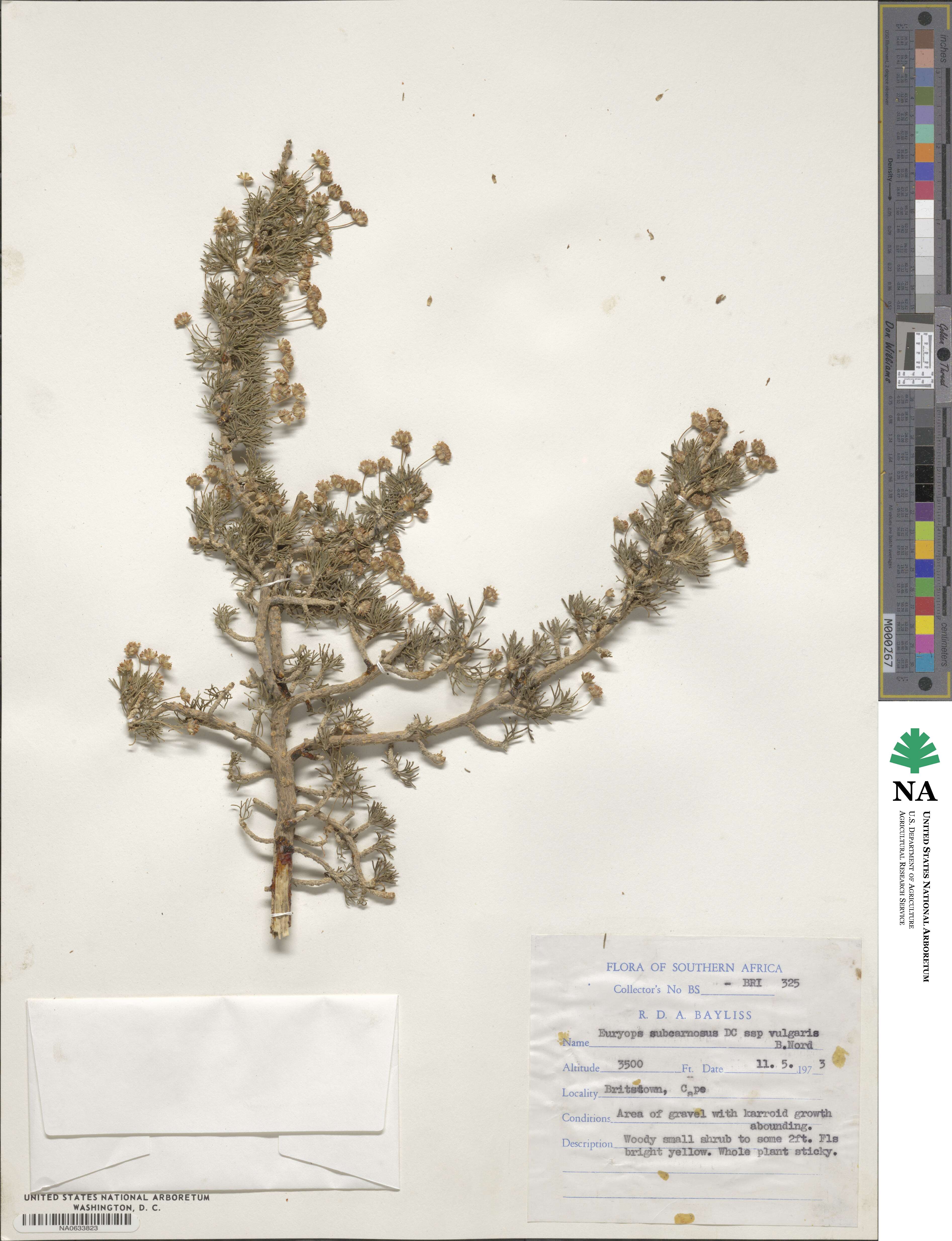 Euryops image