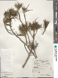 Euryops tenuissimus subsp. tenuissimus image