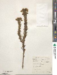 Euryops tysonii image