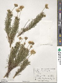 Othonna daucifolia image