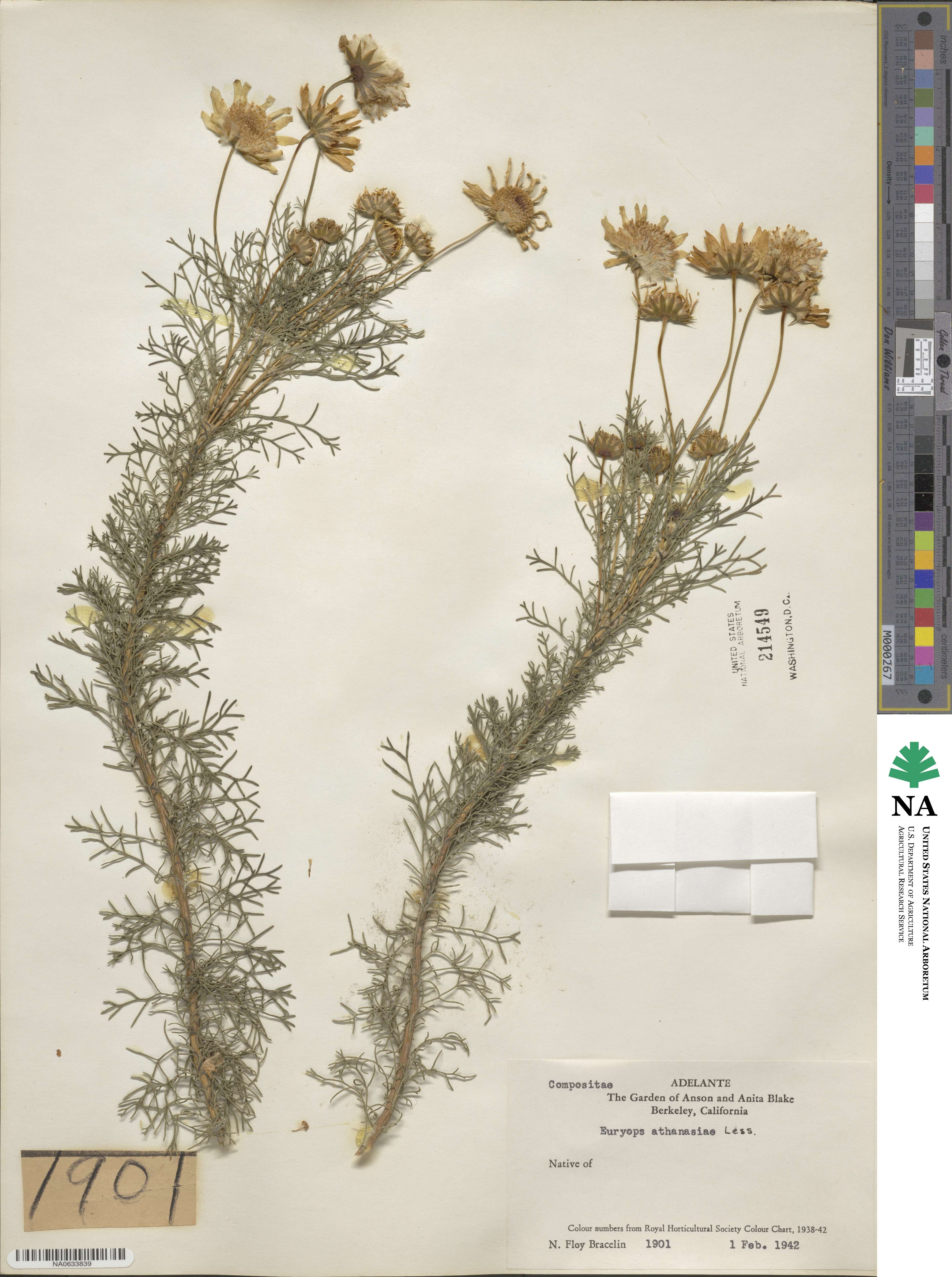 Euryops speciosissimus image