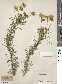 Euryops speciosissimus image