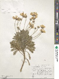 Euryops pectinatus image