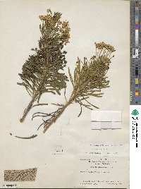 Euryops spathaceus image