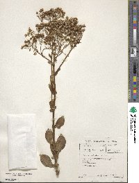 Othonna amplexicaulis image