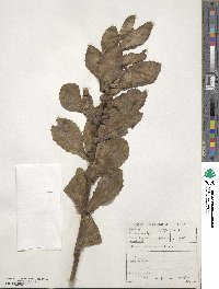 Othonna amplexicaulis image