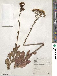 Othonna amplexicaulis image